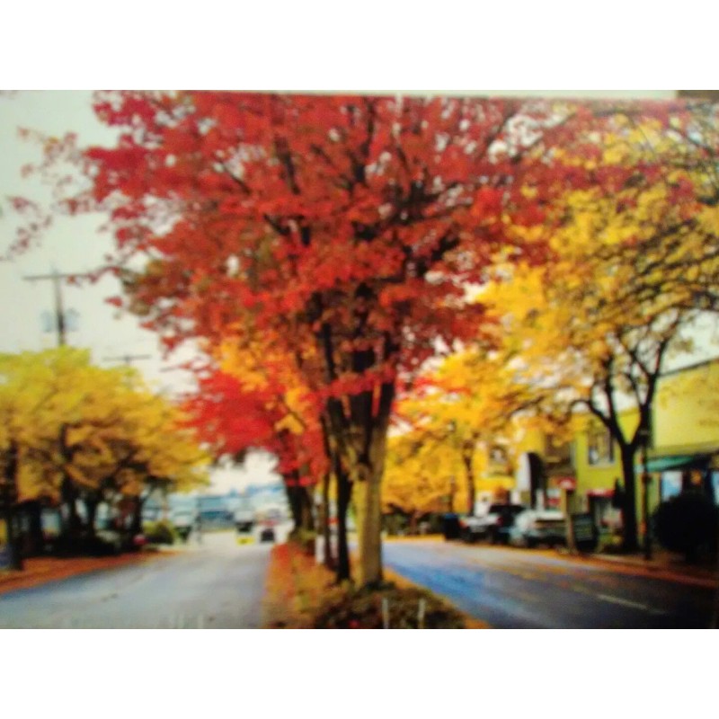 PACIFIC NORTHWEST BEAUTIFUL PHOTO POST CARD DOWNTOWN KINGSTON WASHINGTON