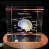 3D Human Brain with Labels Anatomical Model Paperweight(Laser Etched) in