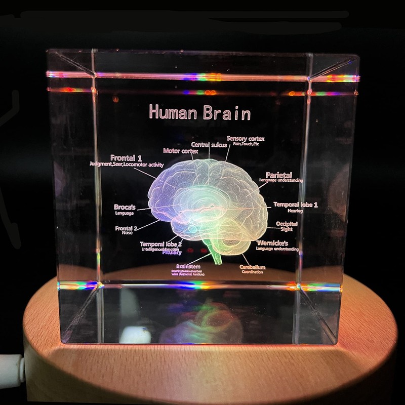 3D Human Brain with Labels Anatomical Model Paperweight(Laser Etched) in