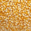 Popcorn, Ameyoko, Otsuya Popcorn Corn, Seeds, Popcorn (17.6 oz (500