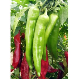 Southeast Seeds New Mexico Big Jim Chili Pepper Seeds, NuMex, Hatch, Ristra, FREE SHIPPING - 1000 Seeds or 1/4 OZ