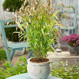 Outsidepride 500 Seeds Perennial Chasmanthium Latifolium Northern Sea Oats Ornamental Grass Seed for Planting