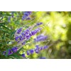 Lowhill Valley Chasteberries – 100% Pure Vitex Agnus-Castus Herbal Infusion