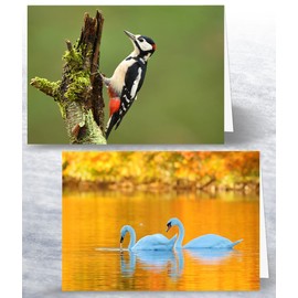 12 x British Autumn Wildlife Folding Greeting Cards with Envelopes. Autumn UK Countryside Collection. Blank Inside for All Occasions
