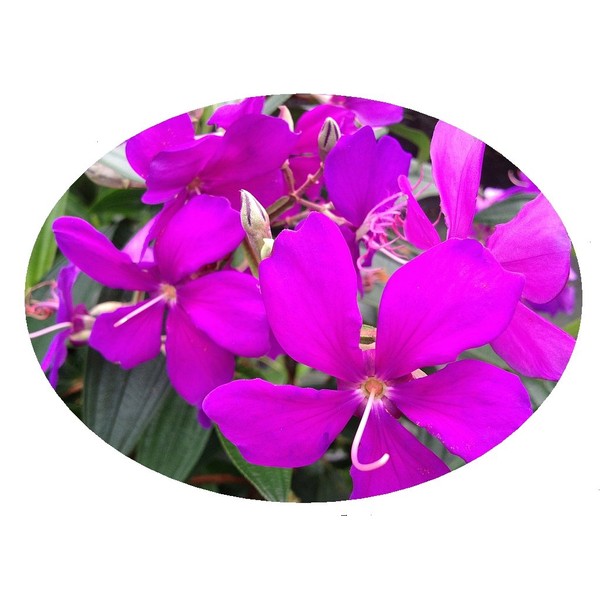 ECUADOR PRINCESS Tibouchina Bush Live Tropical Plant Purple Flower Starter Size 4 Inch Pot Emerald TM