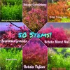 50 Plant Stems Pack - Live Aquatic Freshwater Plants -