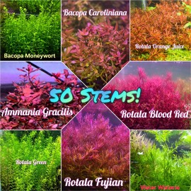 50 Plant Stems Pack - Live Aquatic Freshwater Plants - Stem Plants