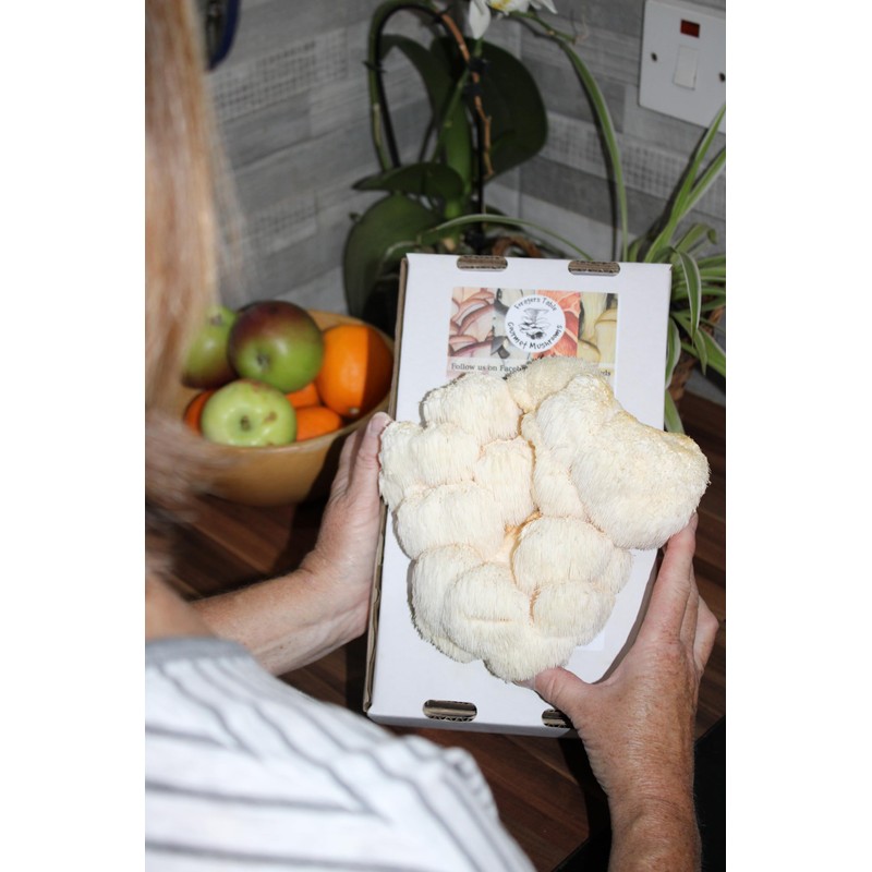 Foragers Table Gourmet Mushroom Growing Kit Bundle Containing Lion's Mane