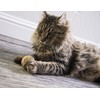 SmartyKat, Catnip Kiss, Cat Toy, Compressed Catnip Ball