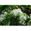 Tree White Fringe Tree/Shrub - 6-12" Tall Live Plant, Qt