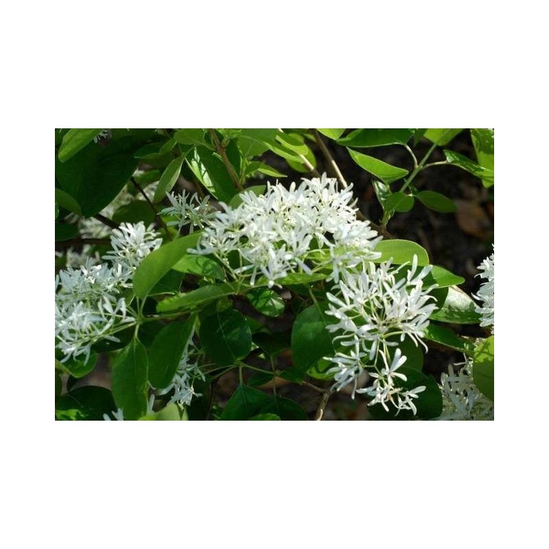 Tree White Fringe Tree/Shrub - 6-12" Tall Live Plant, Qt