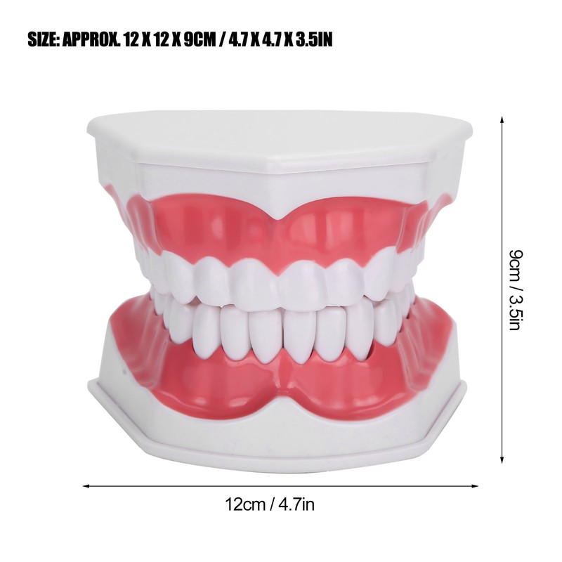 Dental Teaching Teeth Model 2X Magnifying Teeth Model Dentist Teaching