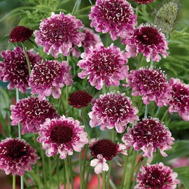 Outsidepride 200 Seeds Perennial Maroon Beaujolais Bonnets Scabiosa Pincushion Flower Seeds for Planting