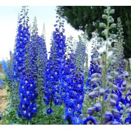 KIRA SEEDS - Seeds Blue Tall Delphinium - Annual Flowers for Planting