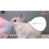 Mini Animan Bunny Toy Big Soft Ball