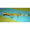 Monitor Lizard Replica - Young Green - AAA Realistic PVC