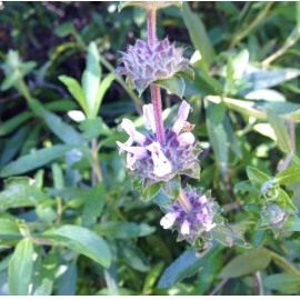 Home-Growth Black Sage/ Salvia Mellifera 100 Seeds - USA