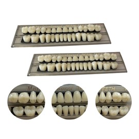 56 Pieces False Teeth Resin for Upper and Lower Dentures, Teaching and DIY, 23 A2
