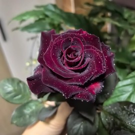 100+ PCS Flower Seed Black Red Rose Ambizu New True Blood Black Rare Roses Seeds