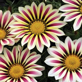 Outsidepride Gazania Big Kiss White Flame Flower Seeds - 25 Seeds