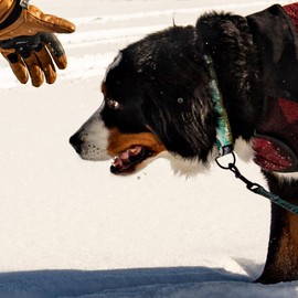 Wolfgang Heavy Duty Martingale Dog Collar with Quick Release Nylon Buckle for Walking & Training, GreatEscape Print, Extra Large