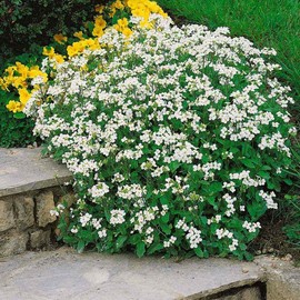Outsidepride 100 Seeds Perennial White Rock Cress Ground Cover Seeds for Planting