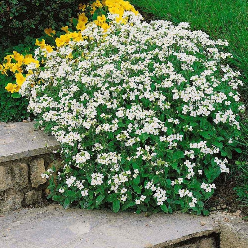 Outsidepride 100 Seeds Perennial White Rock Cress Ground Cover Seeds