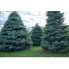 CZ Grain 30 White Fir Seeds for Planting Abies concolor