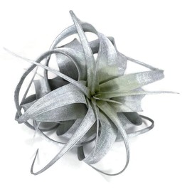 XL Xerographica Colored Air Plant, Live Tillandsia House Plant, Easy Care Indoor Outdoor, Great Gift, Healthy Arrival Guaranteed (Silver)