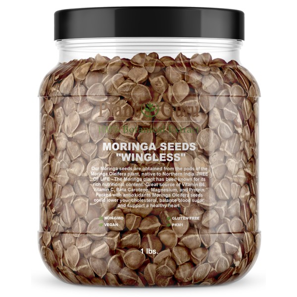 1600 Moringa Oleifera Seeds 1 lb. Bulk Jar WINGLESS Fresh Semillas de Moringa