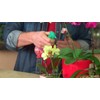 Miracle-Gro Orchid Plant Food Mist Rtu3