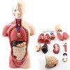 Human Torso Body Model Anatomy Anatomical Medical Internal Organs for