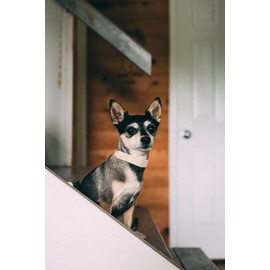 Elegant little tail White Leather Dog Collar with Bow, Flower Bow Tie Dog Collar Adjustable Dog Collars for Small Dogs and Cats, Neck 10-16 Inches