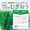 アサヒ緑健公式 緑効青汁×グルコV 60袋 （4ｇ×60袋入り）グルコサミン 大麦若葉 乳酸菌 オリゴ糖 食物繊維 粉末