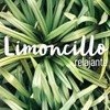 OLEUM VITAE Aceite Esencial de Limoncillo. Hierba Limón. Cymbopogon Flexuosus.
