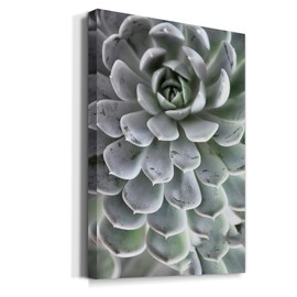 Renditions Gallery Succulent Closeup Wall Art, Colorful Nature Decor, Unique Floral & Botanical Artwork, Premium Gallery Wrapped Canvas, Ready to Hang, 24 in H x 36 in W, Made in America
