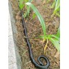 53" Rubber Snake Realistic Fake Snakes Prank Toy to Keep