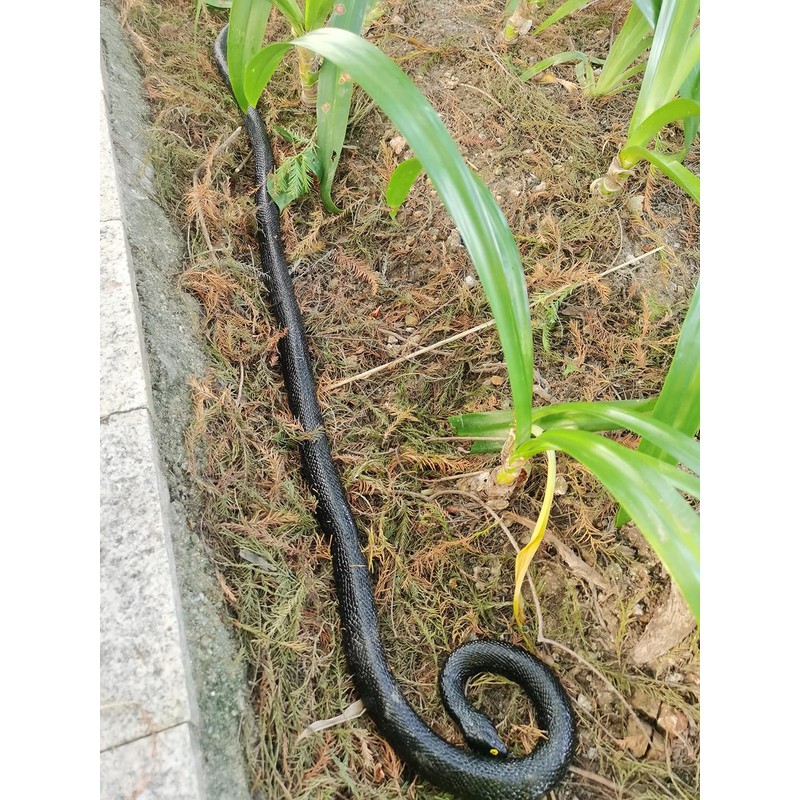53" Rubber Snake Realistic Fake Snakes Prank Toy to Keep