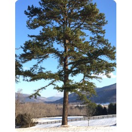 Loblolly Pine Tree | 1 Large Gallon Size Pot | Pinus Taeda | Fast-Growing Evergreen | Shade Tree Plants