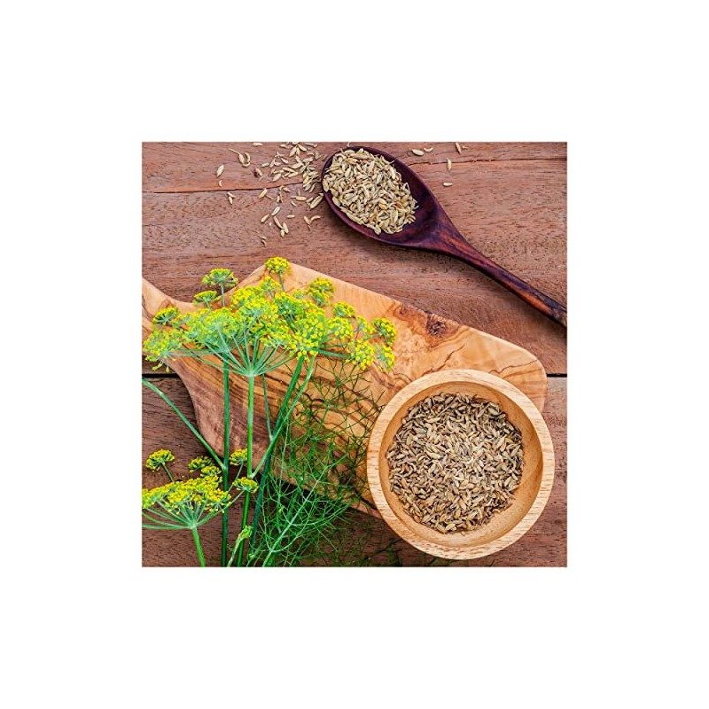Everwilde Farms - 1 Oz Florence Fennel Herb Seeds -