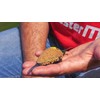 Tandem Baits Method Feeder Fluo Pop-up Micro Boilies 8mm 20g