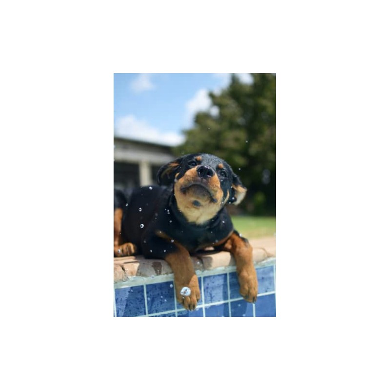 Rottweiler Notebook: Cute Rottweiler Dog Journal Diary Size 6"x 9",