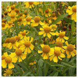 Everwilde Farms - 1000 Autumn Sneezeweed Native Wildflower Seeds - Gold Vault Jumbo Seed Packet