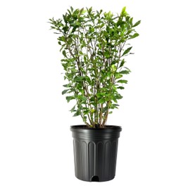 Wax Myrtle | 2 Live Gallon Size Plants | Myrica Cerifera | Ideal for Natural Landscaping | Fragran, Fast-Growing & Hardy