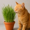 Seeds Cat Orchard Grass (Dactylis glomerata) Non GMO Heirloom 100