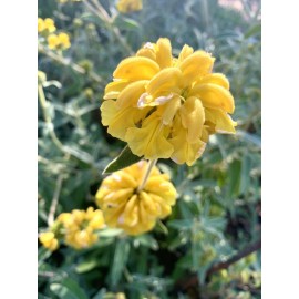 Home-Growth Shrubby Jerusalem Sage, Phlomis Fruticosa - 50 seeds 2024 - USA