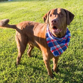 Patriotic 4th of July Dog Bandana,Buffalo Check Dog Bandana, Independence Day Triangle Scarf for Small Medium Large Dogs, Pet Neckkerchief for Christmas, National Day(Large)