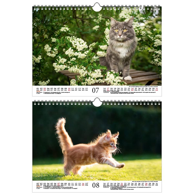 Katzenzauber DIN A4 Calendar for 2022 Cats and Cats Seelenzauber
