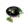 Sano Kiko Objects (Set of 5), Flower Clips, Flower Arrangement,