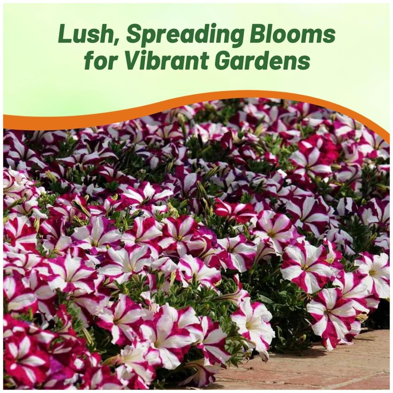 Outsidepride Burgundy Star Easy Wave Petunia Seeds - 15 Pcs.